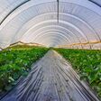 Plastik, Farming, agrar,, Gemüsetunnel, Gartenbau