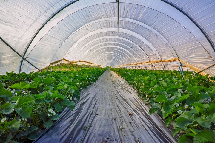 Plastik, Farming, agrar,, Gemüsetunnel, Gartenbau
