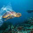 Underwater concept of global problem with plastic rubbish floating in the oceans. Hawksbill turtle in caption of plastic bag