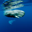 Sperm Whale(Physeter macrocephalus) playing with plastic bag, Vulnerable (IUCN), Pico Island, Azores, Portugal, Atlantic Ocean.