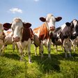 Herd of cows in the green pasture looking