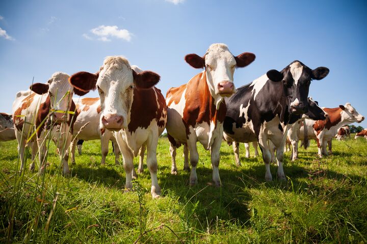 Herd of cows in the green pasture looking
