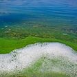 Foam and water with blooming blue-green algae (Cyanobacteria).