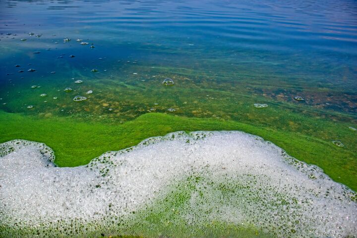 Foam and water with blooming blue-green algae (Cyanobacteria).