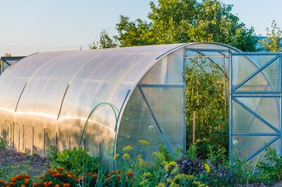 the arch of the greenhouse tomato seedlings in early spring