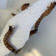 Several worms crawl over a block of polystyrene, some of them munching into it.
The Zophobas morio ‘superworm’ can eat through polystyrene.
