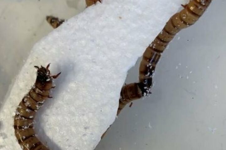 Several worms crawl over a block of polystyrene, some of them munching into it.
The Zophobas morio ‘superworm’ can eat through polystyrene.