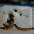 Superworms Rinke 1200x