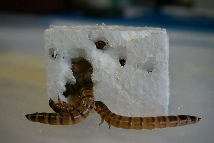 Superworms Rinke 1200x