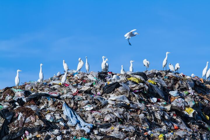 Day, Sky, Bird, Garbage Dump, Blue, Consumerism, Summer, Mountain, Landfill, Recycling, Garbage, Pollution, Environmental Damage, dumped, scarp, Image, Horizontal, Outdoors, Obsolete, Compost, Junkyard, Abandoned, Rusty, Chaos, Plastic, Damaged, Messy, Dirty, Part Of, Environment, utilize