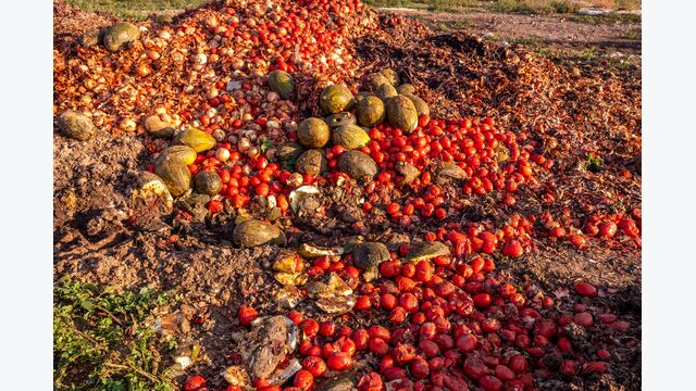 Vegetables thrown into a landfill, rotting outdoors.