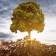 Tree grows between Mountains of Trash