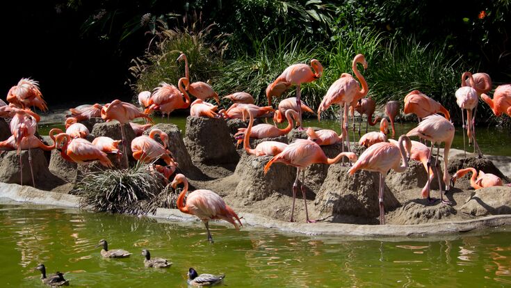 san diego zoo flamingo