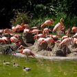 flamingo, bird, pink, flamingos, zoo, birds, animal, nature, water, wildlife, lake, red, group, flock, feather, wild, beak, exotic, park, tropical, neck, green, phoenicopterus, florida, pond, san diego, san diego zoo, california