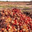 Vegetables thrown into a landfill, rotting outdoors.