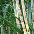 bamboo, nature, green, forest, plant, garden, leaf, tree, grass, tropical, natural, asia, stem, growth, abstract, zen, jungle, botanical, leaves, spring, stalk, closeup, flora, sugarcane