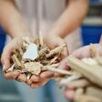 Processed and unprocessed wood lowres