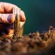regenerative organic farmer, taking soil samples and looking at plant growth in a farm. practicing sustainable agriculture