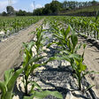 Sirmax bioplastic mulch films
