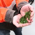 The sorting result: pure green and brown glass, also referred to internally as “Gramber”.