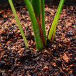 soil iswa blog david newman compost