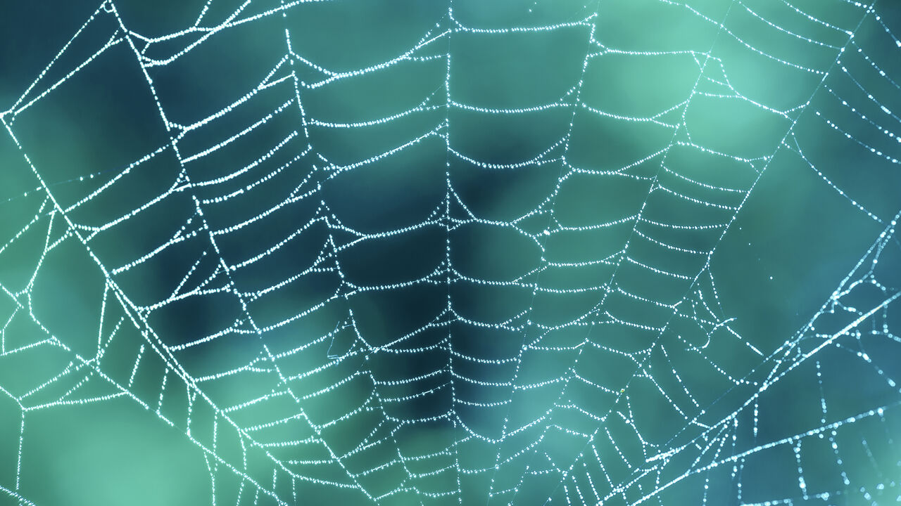 Cambridge Scientists Posit ‘vegan Spider Silk As Plastic Solution Wmw