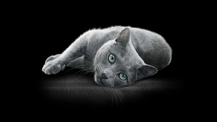 © Mars Petcare